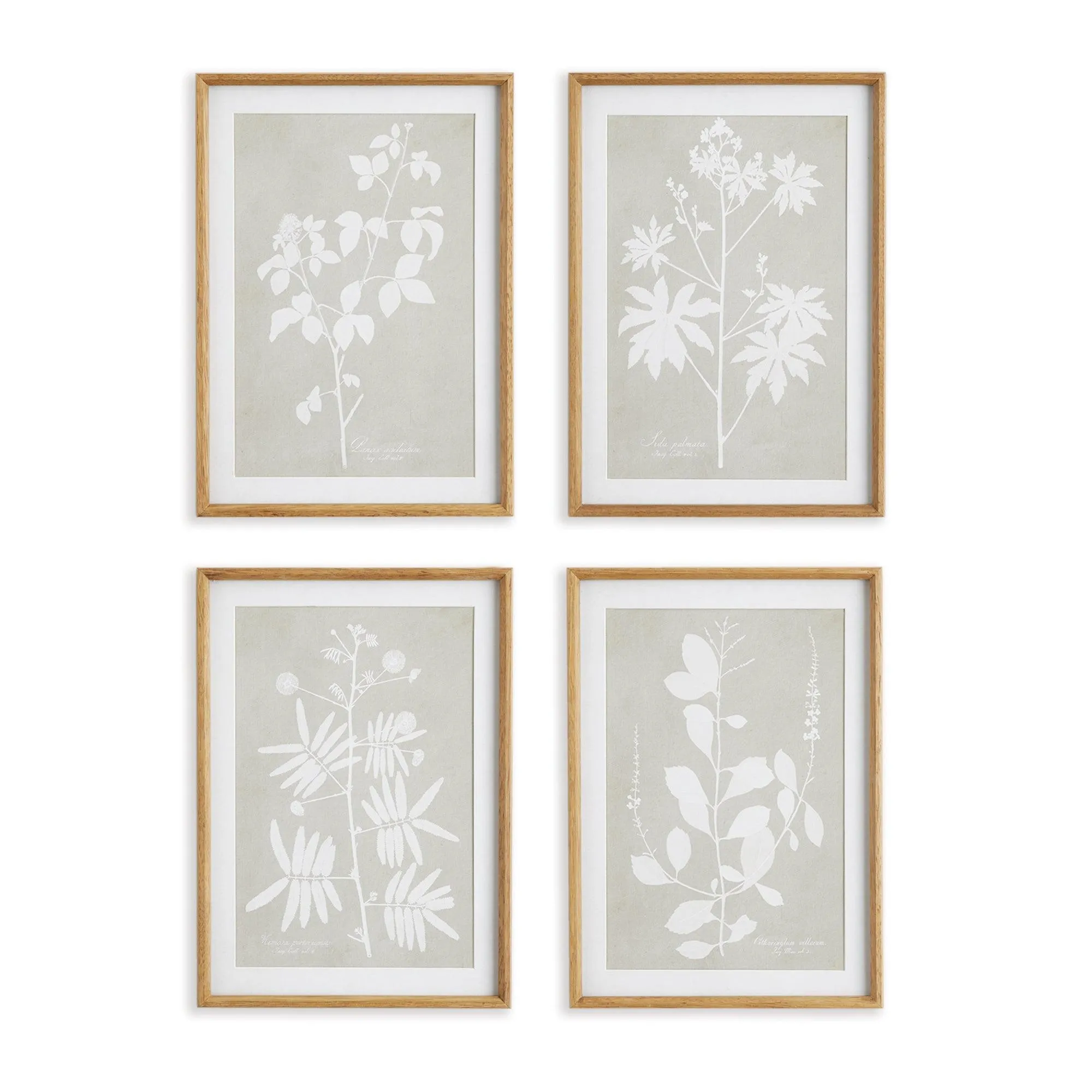 Foliage Study, Set Of 4