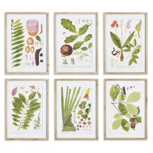 Leaf Botanical Study, Set Of 6