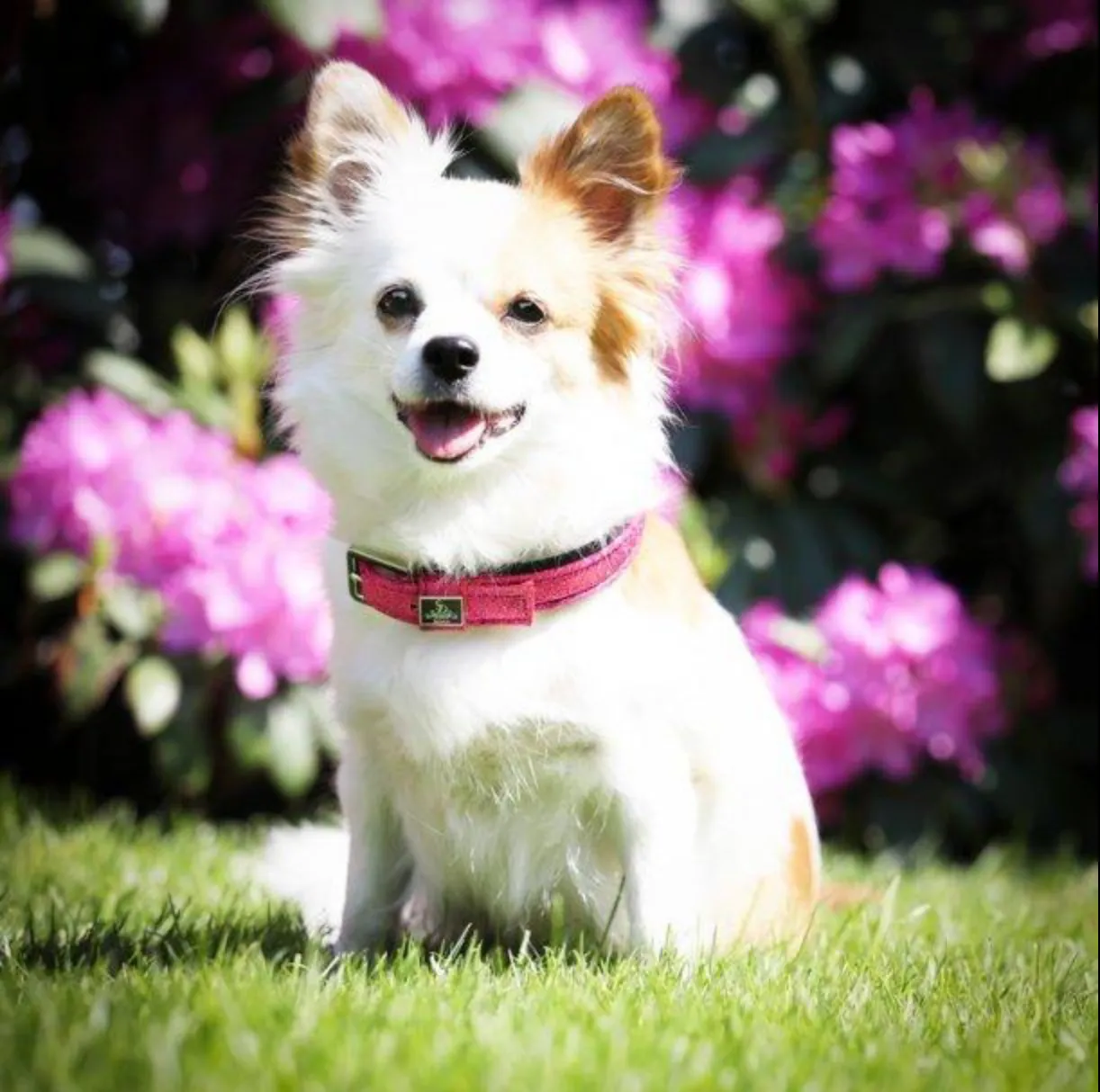 SD Design Glitter Dog Collar in Cherry